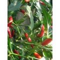 Thai Bangkok Chili Samen