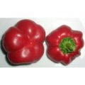 Topepo Rosso Chili Samen