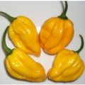 Devils Tongue gelb Chili Samen