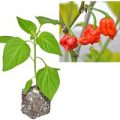 BIO Carolina Reaper Chili-Pflanze