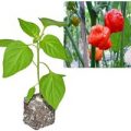BIO Trinidad Scorpion Moruga Chili-Pflanze
