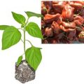 BIO Habanero Chocolate Chili-Pflanze