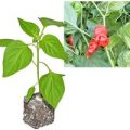 BIO Peter Pepper / Penis-Chili-Pflanze