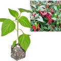 BIO Apache Chili-Pflanze