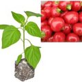 BIO Cherry Bomb Chili-Pflanze