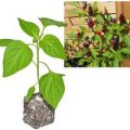 BIO Starfire Purple Chili-Pflanze