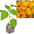 BIO 7 Pot Brainstrain Yellow Chili-Pflanze