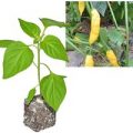 BIO Aji Pineapple Chili-Pflanze