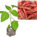 BIO Bhut Jolokia Caramel Chili-Pflanze