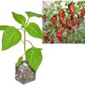 BIO Bhut Jolokia Chocolate Chili-Pflanze