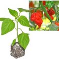 BIO Trinidad Scorpion Butch T. Chili-Pflanze
