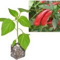 BIO Facing Heaven Red Chili-Pflanze