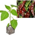 BIO Fatalii Brown Chili-Pflanze