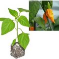 BIO Fatalii Yellow Chili-Pflanze