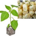 BIO Habanero Big White Chili-Pflanze