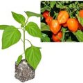 BIO Habanero Orange Chili-Pflanze