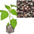 BIO Jamaican Hot Chocolate Chili-Pflanze
