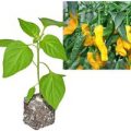 BIO Penis Pepper Yellow Chili-Pflanze