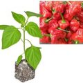 BIO Scotch Bonnet Red Chili-Pflanze