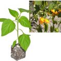 BIO Scotch Bonnet Yellow Chili-Pflanze