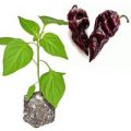 BIO Chocolate Scorpion Chili-Pflanze
