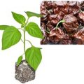 BIO Trindad Scorpion Moruga Chocolate Chili-Pflanze