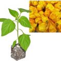 BIO Trindad Scorpion Moruga Yellow Chili-Pflanze