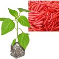 BIO Thai Red Chili-Pflanze