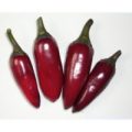 Black Hungarian Chili Samen