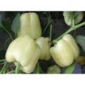 Diamond Chili Samen