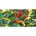 Patio Fire Chili Samen