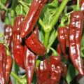 Fatalii braun Chili Samen