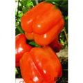Orange Wonder Chili Samen