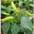 Hungarian Hot Wax Chili Samen