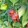 7 Pot Douglah braun Chili Samen