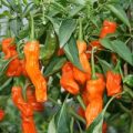 Peter Pepper Orange Chili Samen